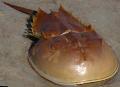 Aquarium Sea Invertebrates Horseshoe Crabs  Photo and characteristics