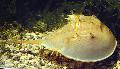 Akvarium Dolkhaler krabber, Carcinoscorpio spp., Limulus polyphenols, Tachypleus spp. gul Foto