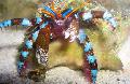 Aquarium Meer Wirbellosen hummer Electric Blue Einsiedlerkrebs  Foto