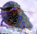 Aquarium Sea Invertebrates lobsters Dwarf Blue Leg Hermit Crab  Photo