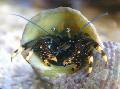 Aquarium Sea Invertebrates Black Hermit Crab (Yellow-Footed Hermit Crab) lobsters Photo and characteristics
