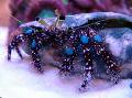 Aquarium Sea Invertebrates Blue-Knee Hermit-Crab lobsters Photo and characteristics