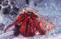 Aquarium Sea Invertebrates White-Spotted Hermit Crab lobsters Photo and characteristics