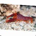 Aquarium Sea Invertebrates Debelius Reef Lobster  Photo and characteristics