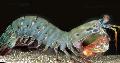 Aquarium Meer Wirbellosen hummer Harlekin Heuschreckenkrebs (Pfau Heuschreckenkrebs)  Foto