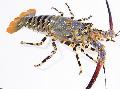 Aquarium Sea Invertebrates  Ornate Spinny Lobster  Photo