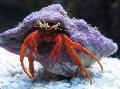 Aquarium Sea Invertebrates Scarlet Hermit Crab lobsters Photo and characteristics