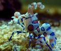 Aquarium Sea Invertebrates  Harlequin Shrimp, Clown (White Orchid) Shrimp  Photo