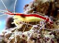 Aquarium Sea Invertebrates Indo-Pacific White Banded Cleaner Shrimp  Photo and characteristics