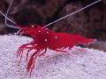 Aquarium Sea Invertebrates  Fire Shrimp, Blood Shrimp, Cardinal Cleaner Shrimp, Scarlet Cleaner Shrimp  Photo