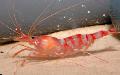 Aquarium Sea Invertebrates Kukenthal’S Cleaner Shrimp  Photo and characteristics