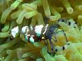 Aquarium Sea Invertebrates  Pacific Clown Anemone Shrimp  Photo