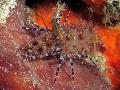 Aquarium Sea Invertebrates Monkey Shrimp, Common Marble Shrimp  Photo and characteristics