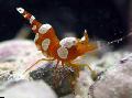 Aquarium Sea Invertebrates shrimp Thor Amboinensis  Photo