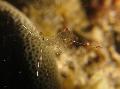 Aquarium Sea Invertebrates  Cleaning Rock Pool Shrimp  Photo