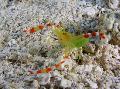 Aquarium Sea Invertebrates  Golden Coral Shrimp  Photo