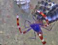 Aquarium Sea Invertebrates  Boxer Shrimp Blue  Photo