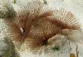 Aquarium Sea Invertebrates Bispira Sp. fan worms Photo and characteristics