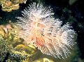 Aquarium Sea Invertebrates Feather Duster Hardtube fan worms Photo and characteristics
