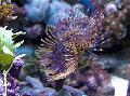 Aquarium Sea Invertebrates Giant Fanworm  Photo and characteristics