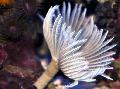Aquarium Sea Invertebrates Hawaiian Feather Duster fan worms Photo and characteristics