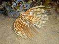 Aquarium Sea Invertebrates  Feather Duster Worm (Indian Tubeworm)  Photo