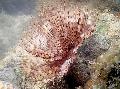 Aquarium Sea Invertebrates Feather Duster Worm (Indian Tubeworm)  Photo and characteristics