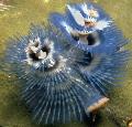 Aquarium Sea Invertebrates Christmas Tree Worm  Photo and characteristics