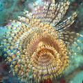 Aquarium Sea Invertebrates Wreathytuft Tubeworm  Photo and characteristics