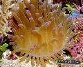 Aquarium Sea Invertebrates  Atlantic Anemone  Photo