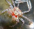 Aquarium Sea Invertebrates Pom Pom Crab  Photo and characteristics