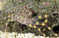 Aquarium Sea Invertebrates Sally Lightfoot Crab (Nimble Spray Crab)  Photo and characteristics
