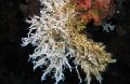 Aquarium Sea Invertebrates  Three-Branch Calcareous Tubeworm  Photo