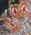 Aquarium Split-Crown Feather Duster fan worms, Anamobaea orstedii red Photo