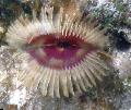 Aquarium Sea Invertebrates Split-Crown Feather Duster fan worms Photo and characteristics
