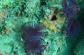 აკვარიუმი ზღვის უხერხემლო გაყოფილი გვირგვინი ბუმბულის Duster გულშემატკივართა ჭიები სურათი და მახასიათებლები