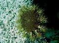Aquarium Meer Wirbellosen Dornenkrone seesterne Foto und Merkmale