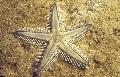 Piesok Preosievanie Sea Star