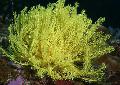 Aquarium Sea Invertebrates Crinoid, Feather Star comanthina Photo and characteristics