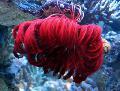 Akvaarium Mere Selgrootud Crinoid, Sulgedest Star comanthina Foto ja omadused