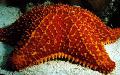 Aquarium Sea Invertebrates Reticulate Sea Star, Caribbean Cushion Star  Photo and characteristics