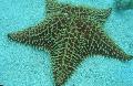 水族馆 网纹海星，加勒比海坐垫明星, Oreaster reticulatus 灰 照