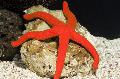 Aquarium Sea Invertebrates  The Luzon Sea Star  Photo