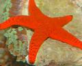 აკვარიუმი წითელი Starfish ზღვის ვარსკვლავი, Fromia წითელი სურათი