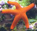 Аквариум Звезда Фромия морские звезды, Fromia красный Фото