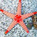 Aquarium Sea Invertebrates Red Starfish  Photo and characteristics