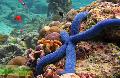 Aquarium Sea Invertebrates Linckia Sea Star, Blue  Photo and characteristics
