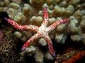 Aquarium Sea Invertebrates Red Starfish Multiflora  Photo and characteristics