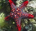 Aquarium Sea Invertebrates Red Knob Sea Star (Red Spine Star, Crimson Knob Star Fish)  Photo and characteristics
