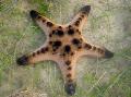 Aquarium Sea Invertebrates  Chocolate Chip Sea Star (Horned Sea Star)  Photo